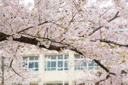学校と桜