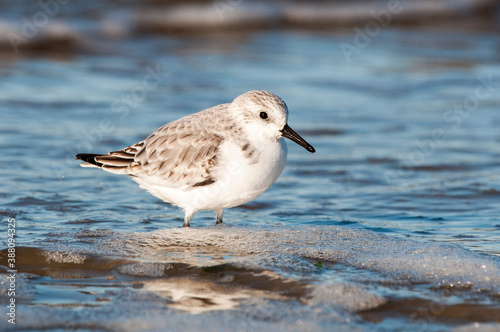 Sanderling