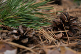 pine forest, pine cone on the ground
