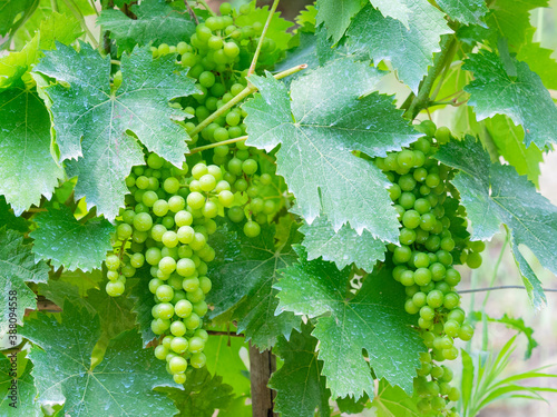 bunch and  leaves of  grapes with a Bordeaux mixture patina photo