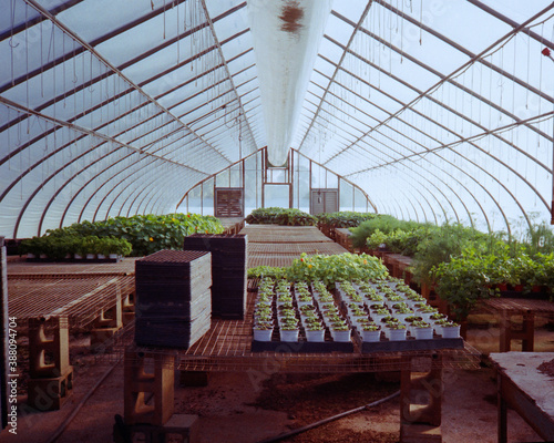 Rows of sprouting new plants in a bright greenhouse