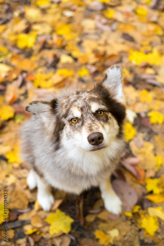 Dog in the leaves in fall husky leaf on head