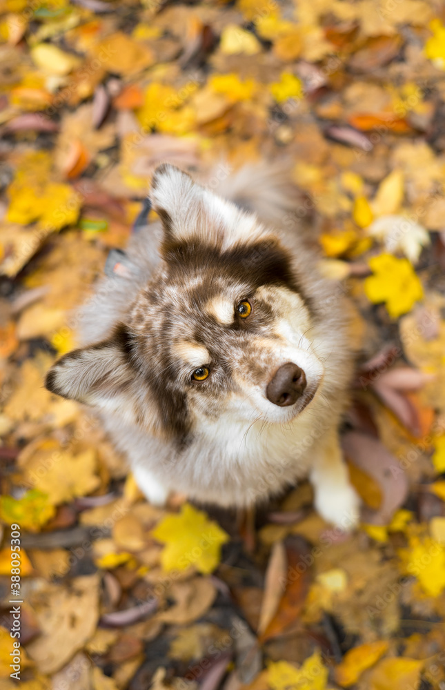 Obraz premium Dog in the leaves in fall husky leaf on head