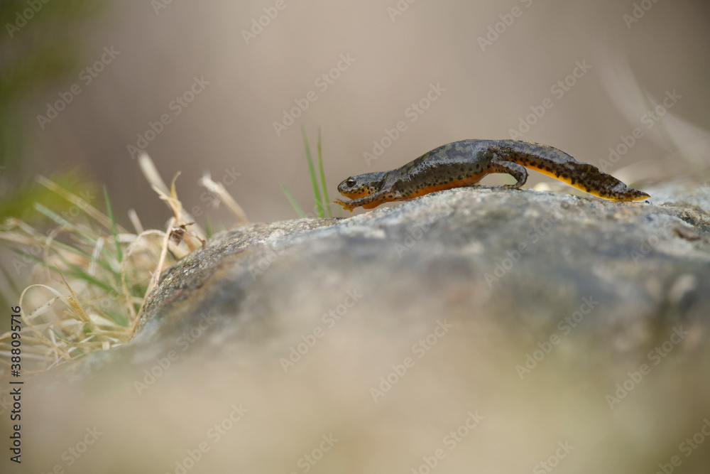 Alpine newt climbs on stone Alpine newt climbs on stone