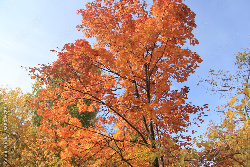 autumn in the park autumn in the park