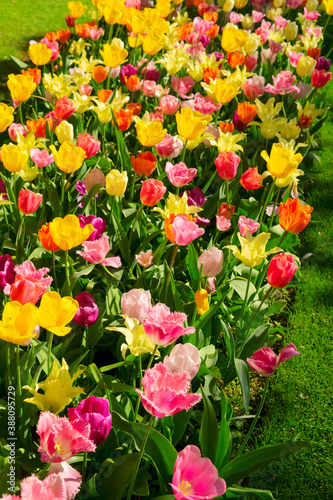 Fototapeta Naklejka Na Ścianę i Meble -  Tulips and bluebell flowerbed