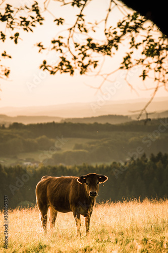 Kuh im Sonnenuntergang 
