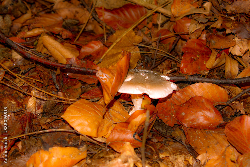 Naklejka premium Wild mushrooms in the middle of fallen leaves. Beware of poisonous mushrooms. Food.