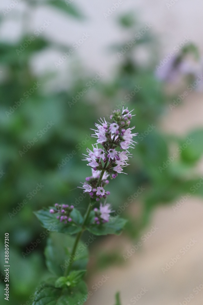 close up of a lavender