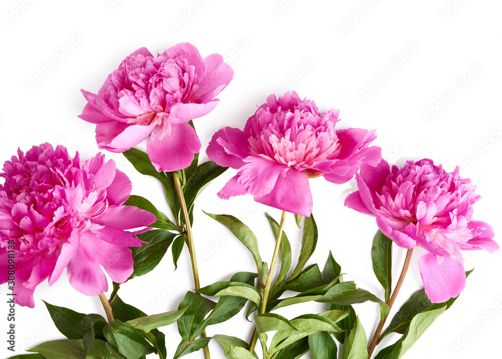 Obraz premium Beautiful pink peony flowers isolated on white background