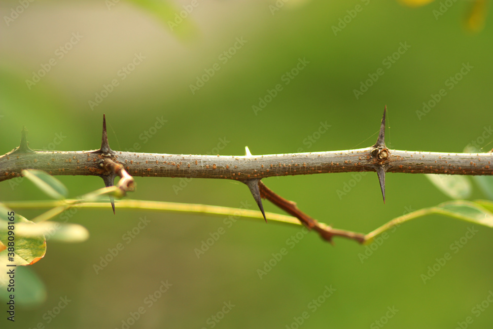 Tree branch with thorns and small leaves. Part of the stem with thorns. Blurred background. October nature. Sunny day. Tree branch with thorns and small leaves. Part of the stem with thorns. Blurred background. October nature. Sunny day.