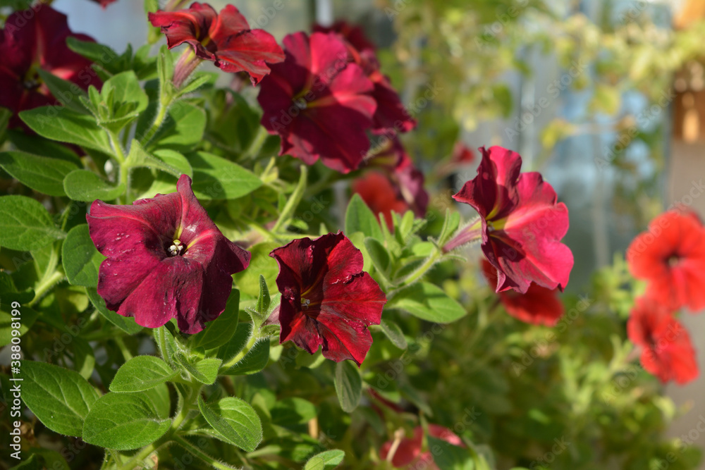 Bright flowering petunia in spring. Small garden on the balcony Bright flowering petunia in spring. Small garden on the balcony