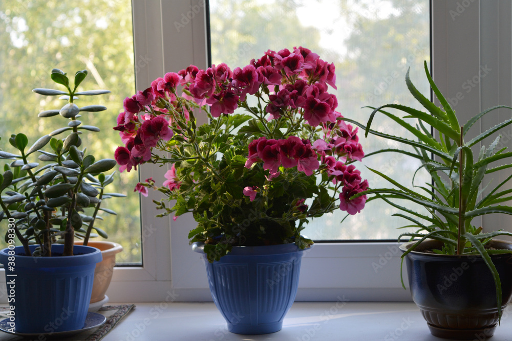 Flowering pelargonium grandiflorum, crassula and aloe in pots. Houseplants on windoswill Flowering pelargonium grandiflorum, crassula and aloe in pots. Houseplants on windoswill