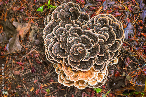 Turkey Tail Fungus