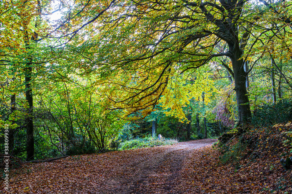 Chemin de forêt en automne