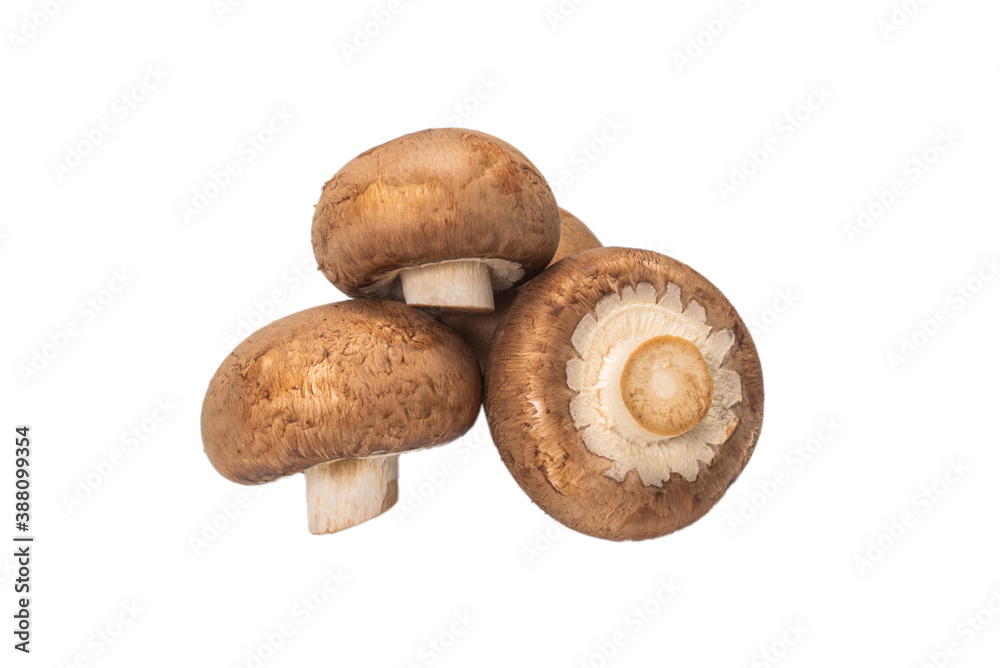 Tasty mushroom isolated on white background. Tasty mushroom isolated on white background.