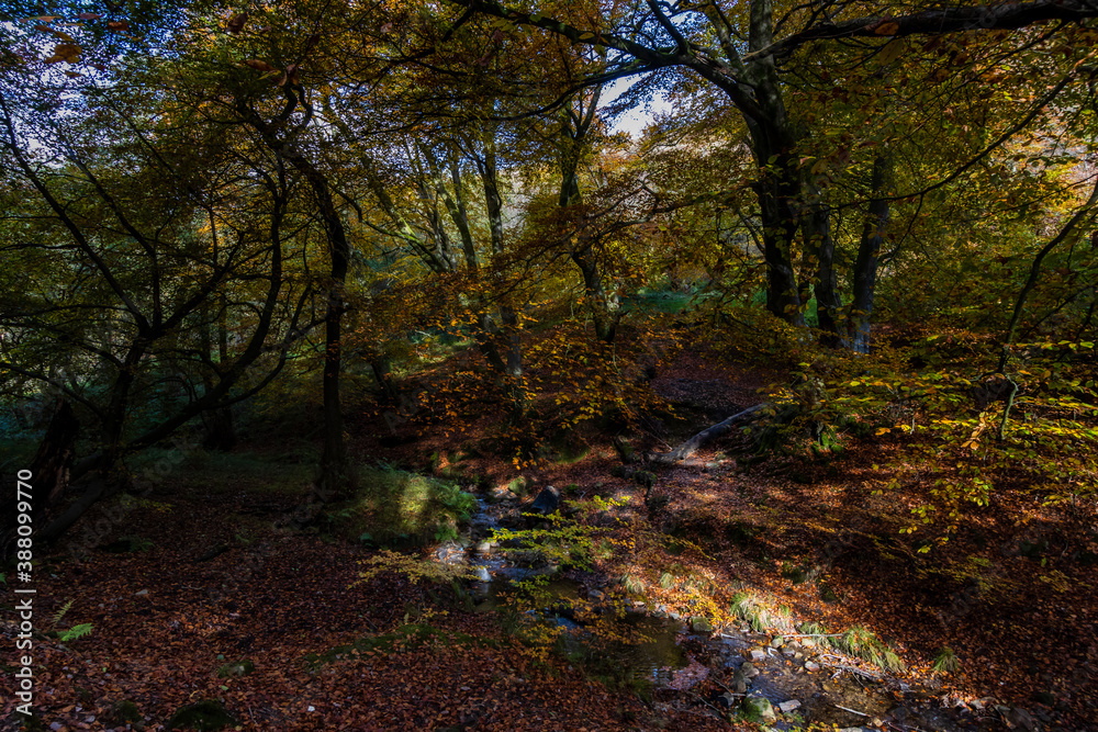 Peaceful forest in the fall Peaceful forest in the fall