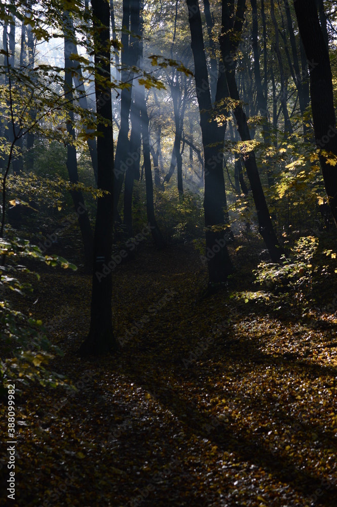 Obraz premium autumn in the forest