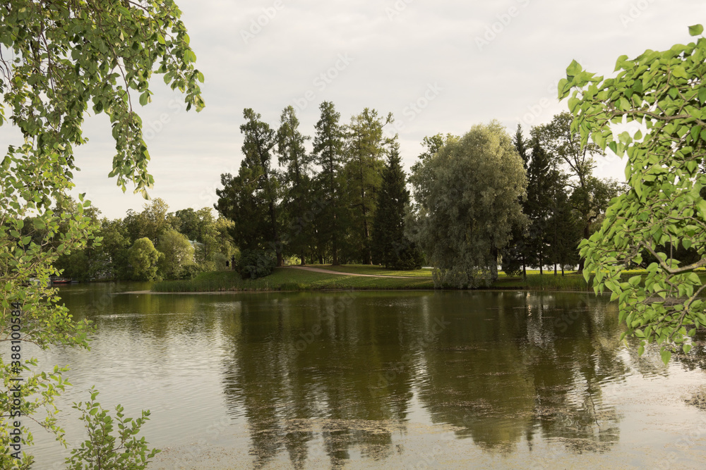 Trees were reflected in the summer pool