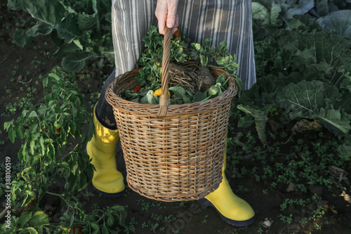 Young gardener in yellow rubber boots and wicker basket full of organic vegetables from farm garden.