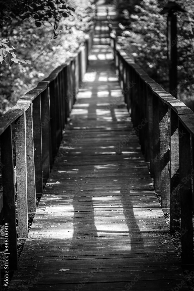 Footpath through the forest