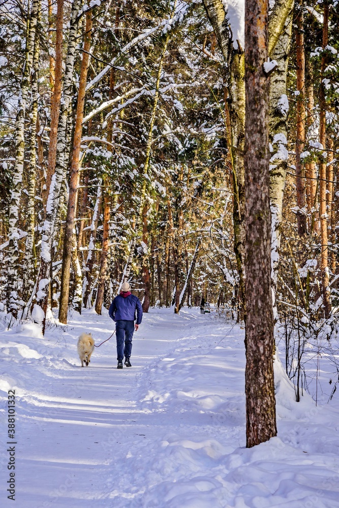 Jogging for health along with a dog in a winter forest park. 