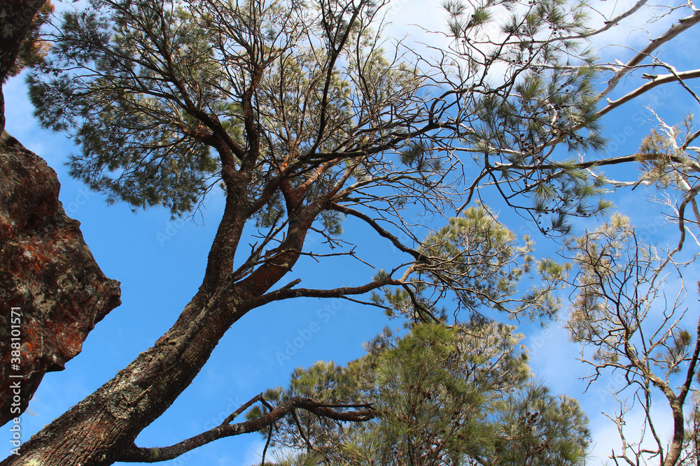 Fototapeta premium trees in the blue mountains in australia
