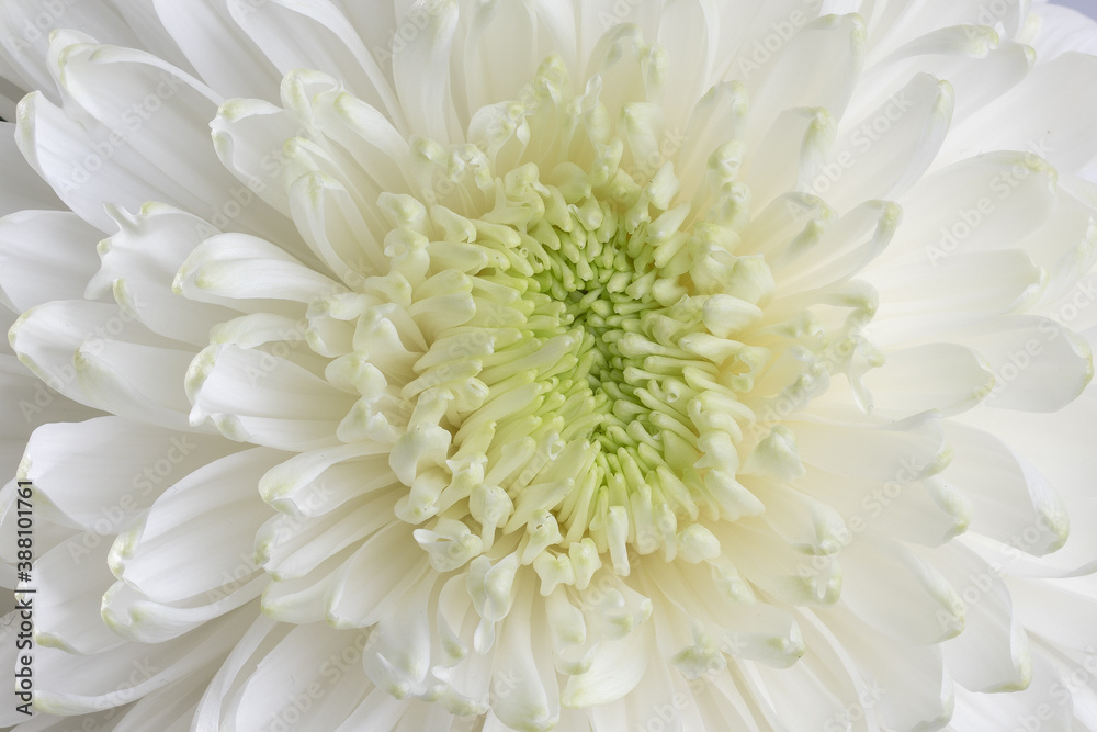 close up of chrysanthemum