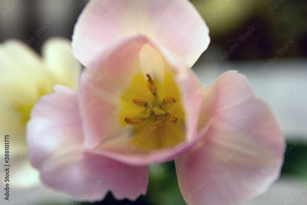 Pink flower and tulip structure close-up