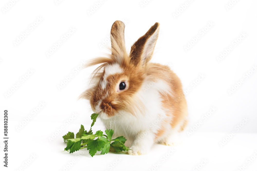 Fototapeta premium Adorable rabbit with parsley on a white background