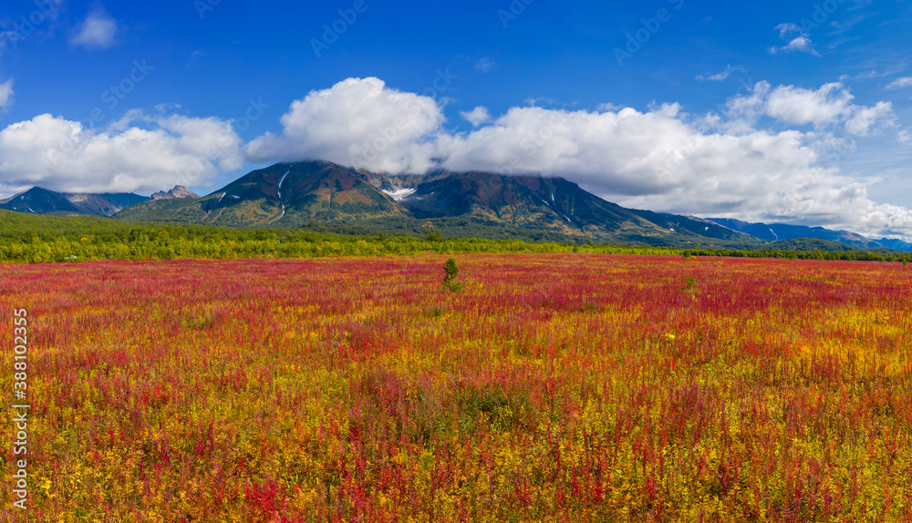 Blooming flowers Ivan tea or Willow-herb near Vachkazhets volcano on Kamchatka peninsula