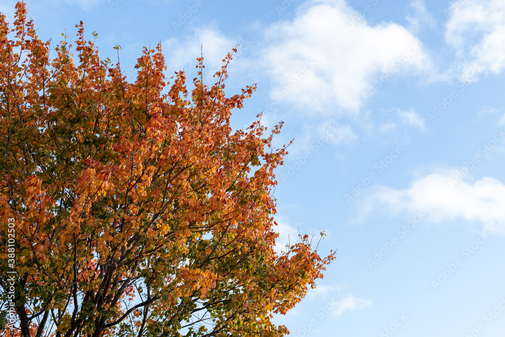 autumn tree sky blue day