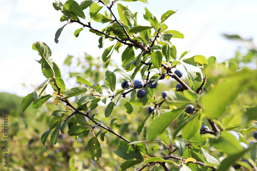 branch of a tree with leaves and berries. Blue berries on the bush. The view to the sky. summer branch of a tree with leaves and berries. Blue berries on the bush. The view to the sky. summer