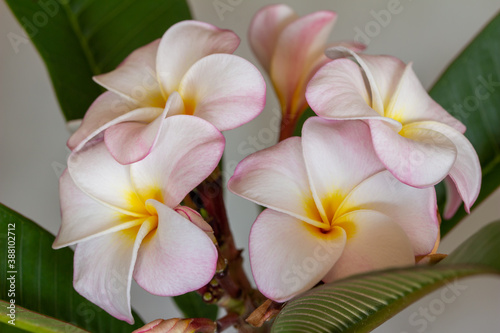 Macro texture background view of an inflorescence of beautiful pink and white plumeria  frangipani  flower blossoms with a touch of yellow  in full bloom in subdued indoor light
