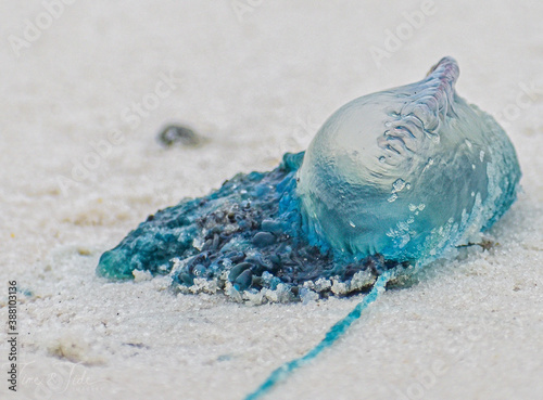 jellyfish on the beach