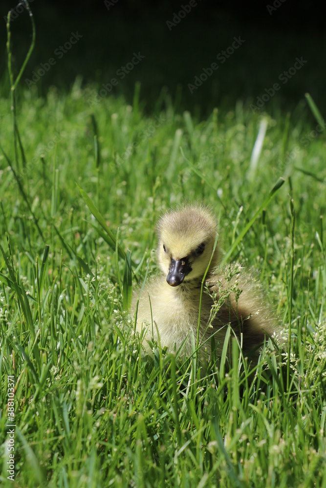 Adorable baby Canadian goose in grass