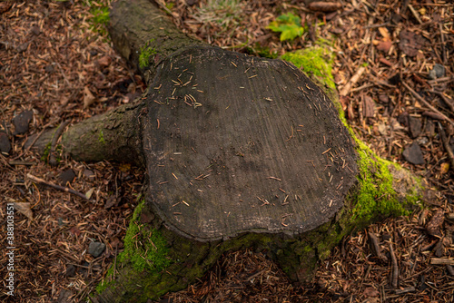 tree trunk texture 