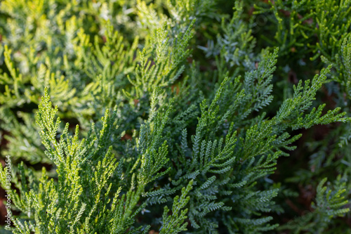 Full frame macro abstract texture background of bright evergreen foliage on a low growing broadmoor juniper (juniperus sabina) shrub in a sunny landscape