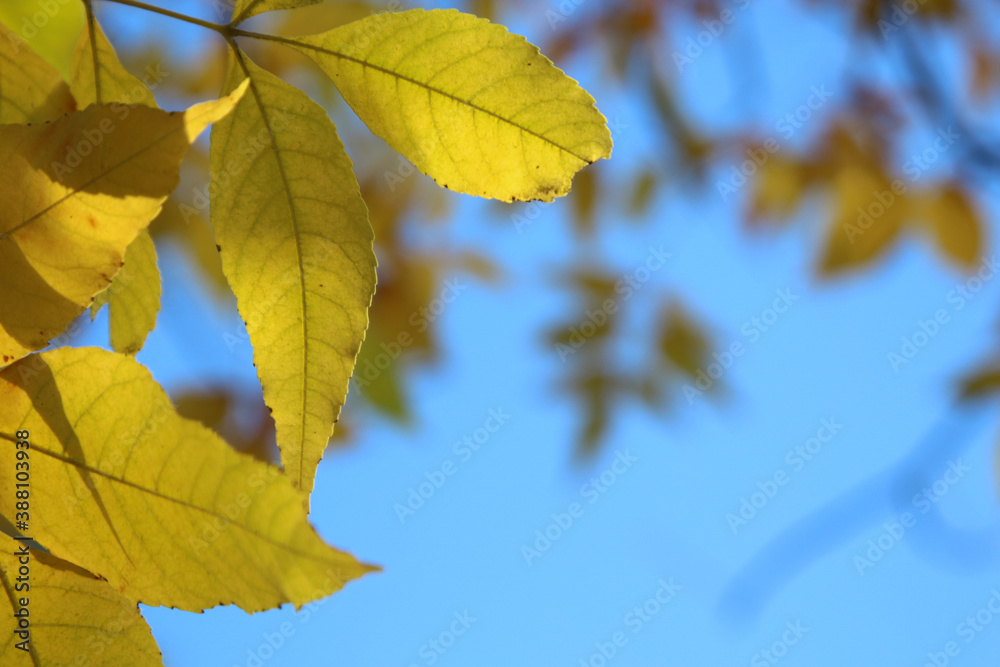 autumn leaves in the sky