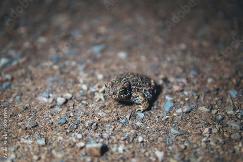 close up of a frog on the sand