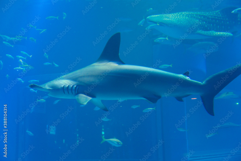 Obraz premium シュモクザメ