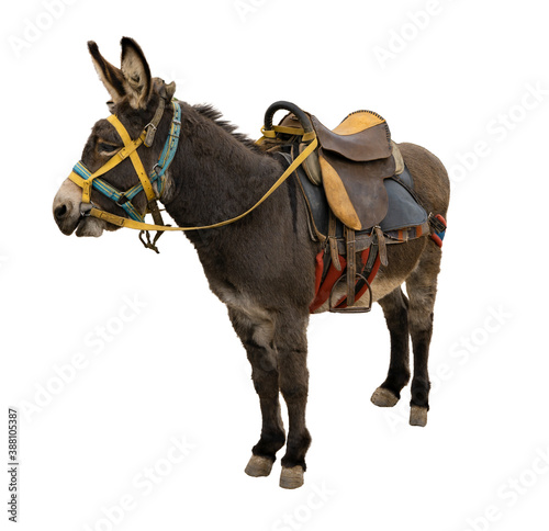 Donkey, mule with saddle resting, on white background