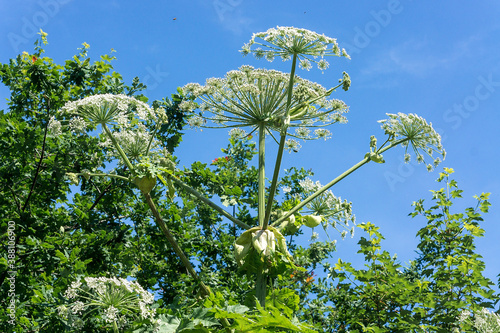 фотографія Poisonous plant
