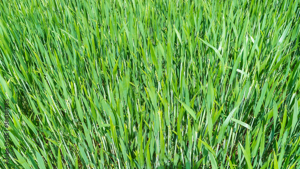 Obraz premium Wheat field. Agricultural fields sown with cereals. Ears of rye and oats in the field