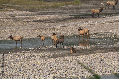 Elk Rut in Jasper photo