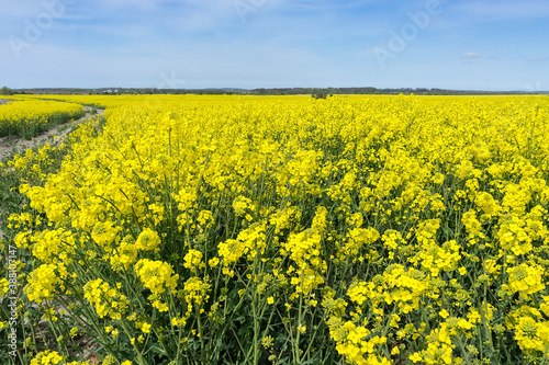 a flowering plant, sowing crops of rapeseed © SeagullNady