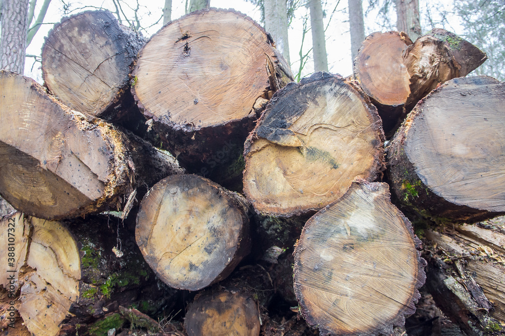 Cutting down trees. Logging. Trunks of felled trees. Deforestation. Cutting down trees. Logging. Trunks of felled trees. Deforestation.
