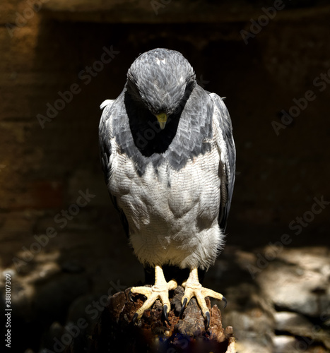 águila del ecosistema Boliviano