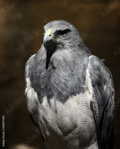 águila del ecosistema Boliviano