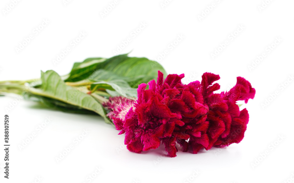 Purple one amaranth. Purple one amaranth.